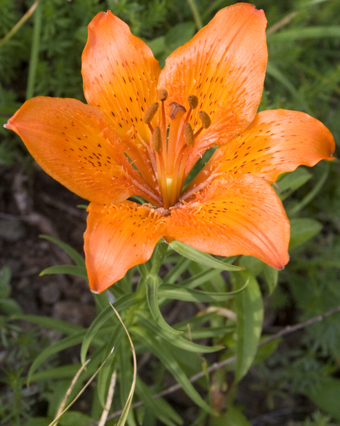 Lilium bulbiferum  subsp. croceum